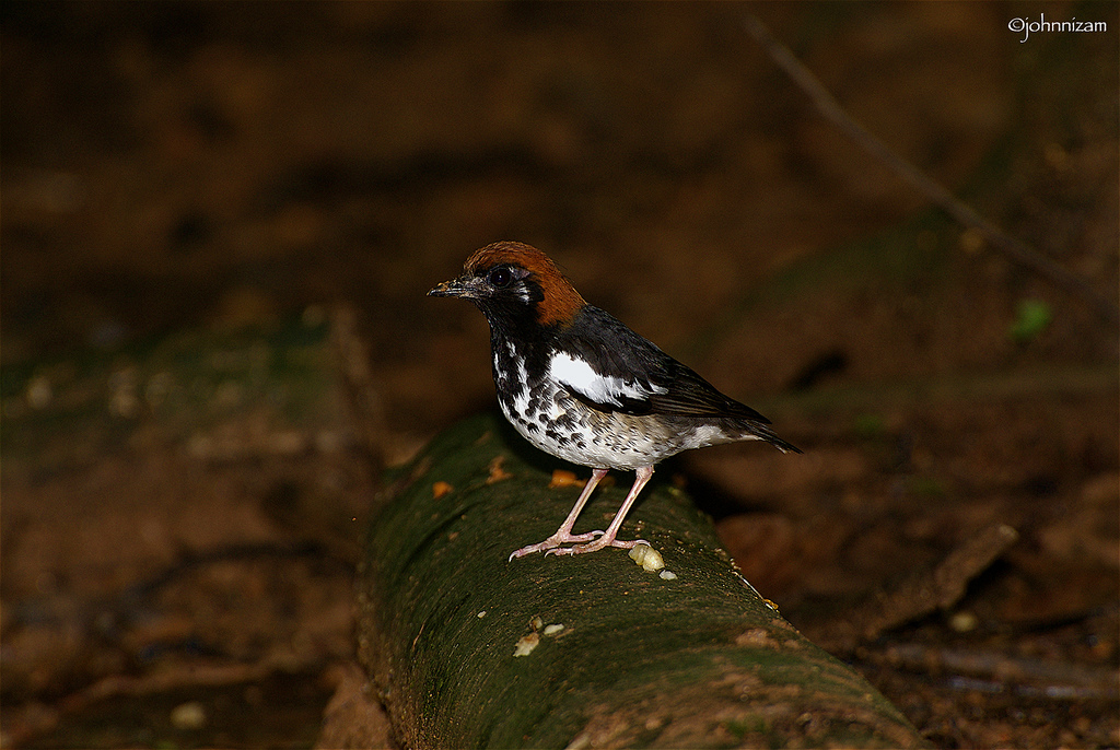  p>分布于中南半岛和中国的东南沿海地区(包括缅甸,越南,老挝,柬埔寨