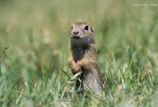 dauricus /i>)别名黄鼠,蒙古黄鼠,草原黄鼠,豆鼠子,大眼贼,属于啮齿目