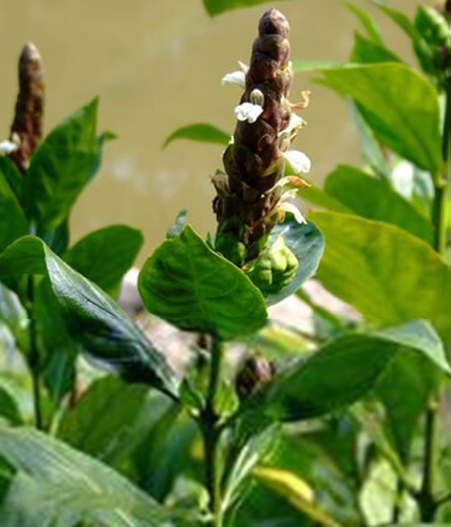  p> b>云南山壳骨 /b>(学名: i>pseuderanthemum graciliflorum /i>)
