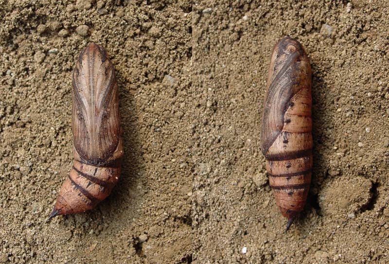 menephron /i>&nbsp;cramer,1780)是天蛾科霜天蛾属的一种动物