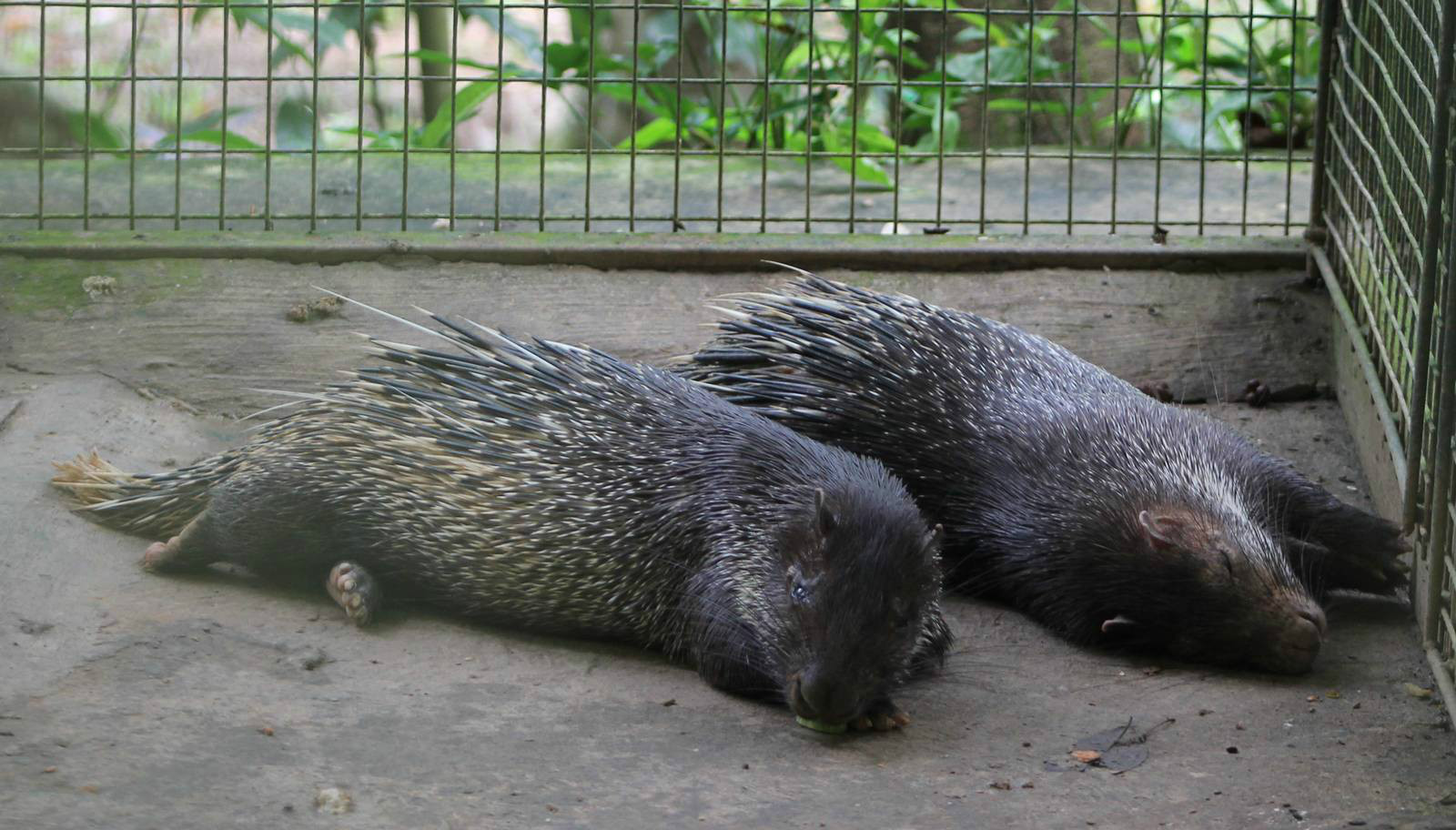 bornean rattle porcupine