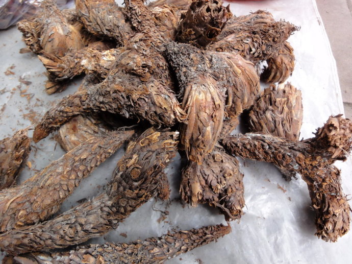 异名】鸡脑壳(《草木便方》),鸡公头,鸡头枣,鸡老盖(《分类草药性》)