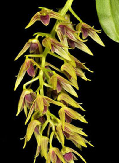  p>单葶草石斛(学名: i>dendrobium porphyrochilum /i> lindl.