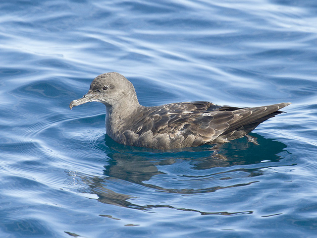 sooty shearwater