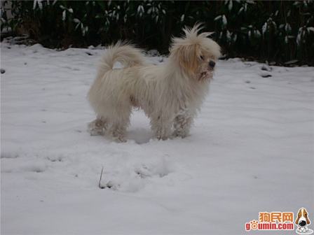 拉萨犬