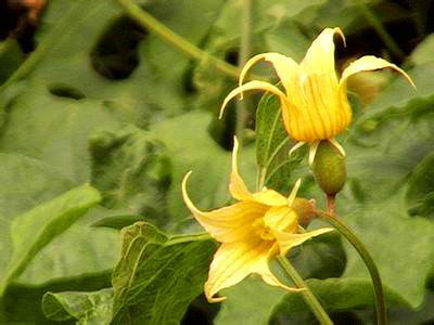  p>罗汉果花单性, a target="_blank" href="/item/雌雄异株/10102253