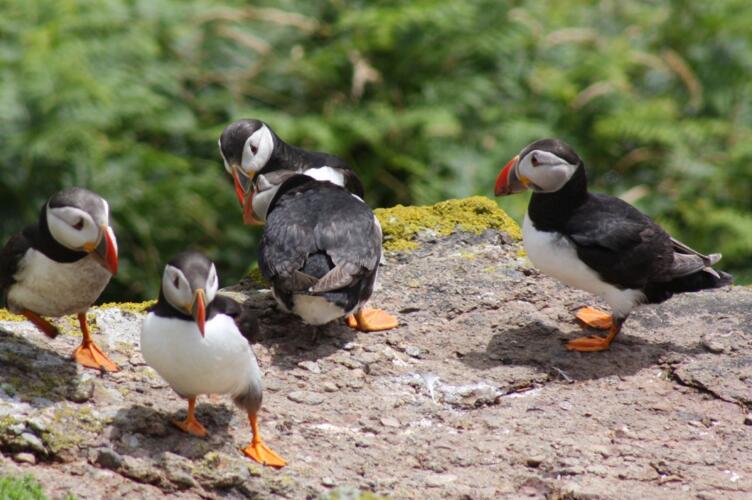  p>鴴形目(charadriiformes) a target="_blank" href="/item/海雀科