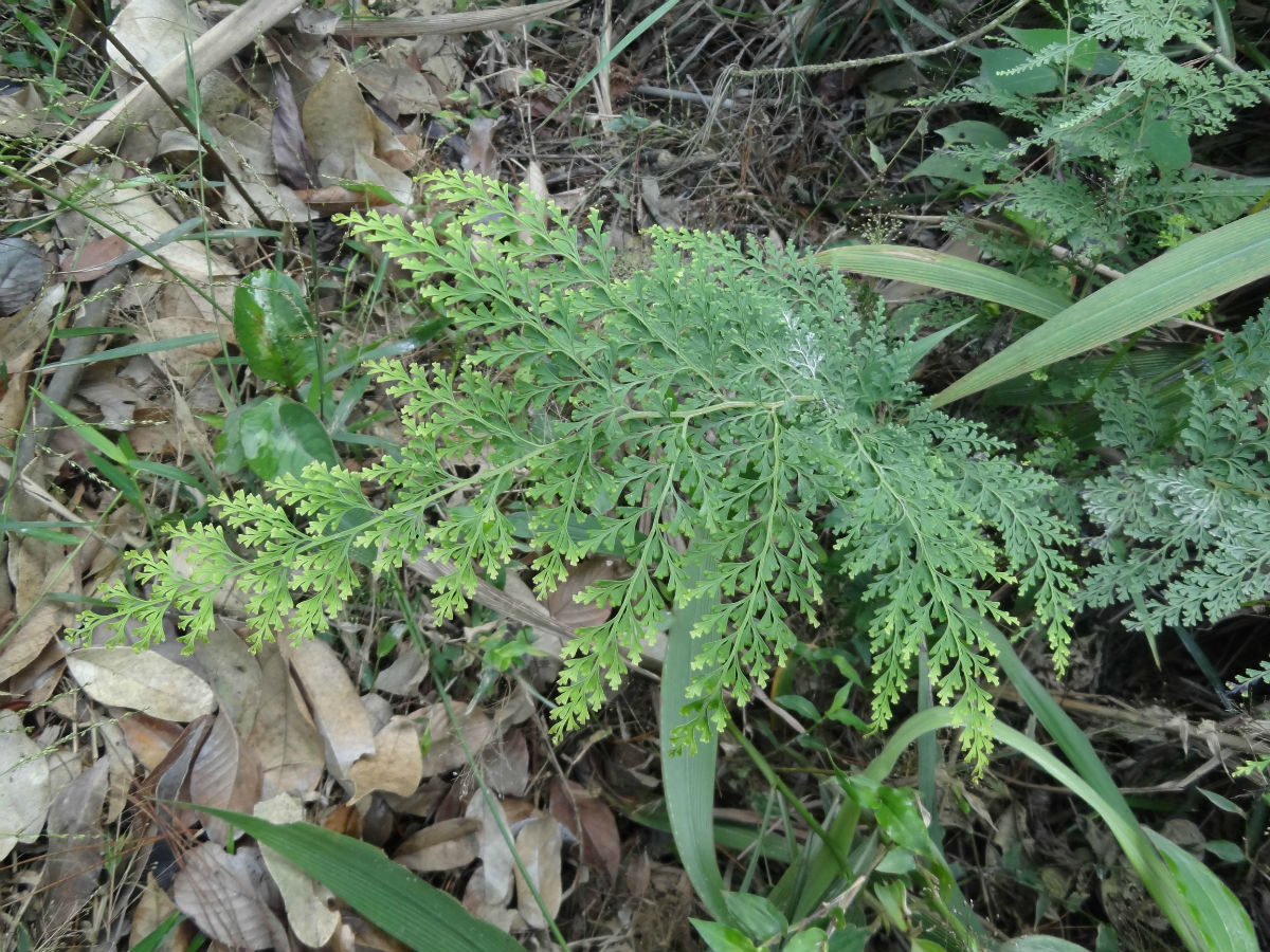 stenoloma chusana (l.) ching