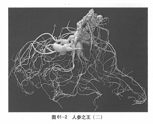 主根_百度百科