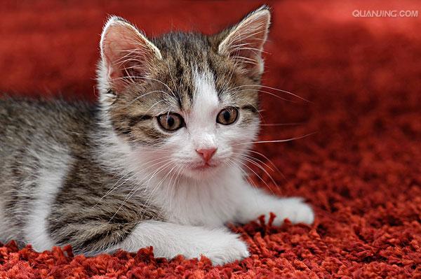  p>家猫(学名: i>felis catus /i>)俗称猫咪,是食肉目猫科,猫属 a