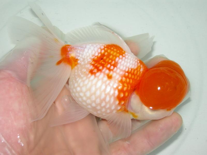 红皇冠珍珠金鱼