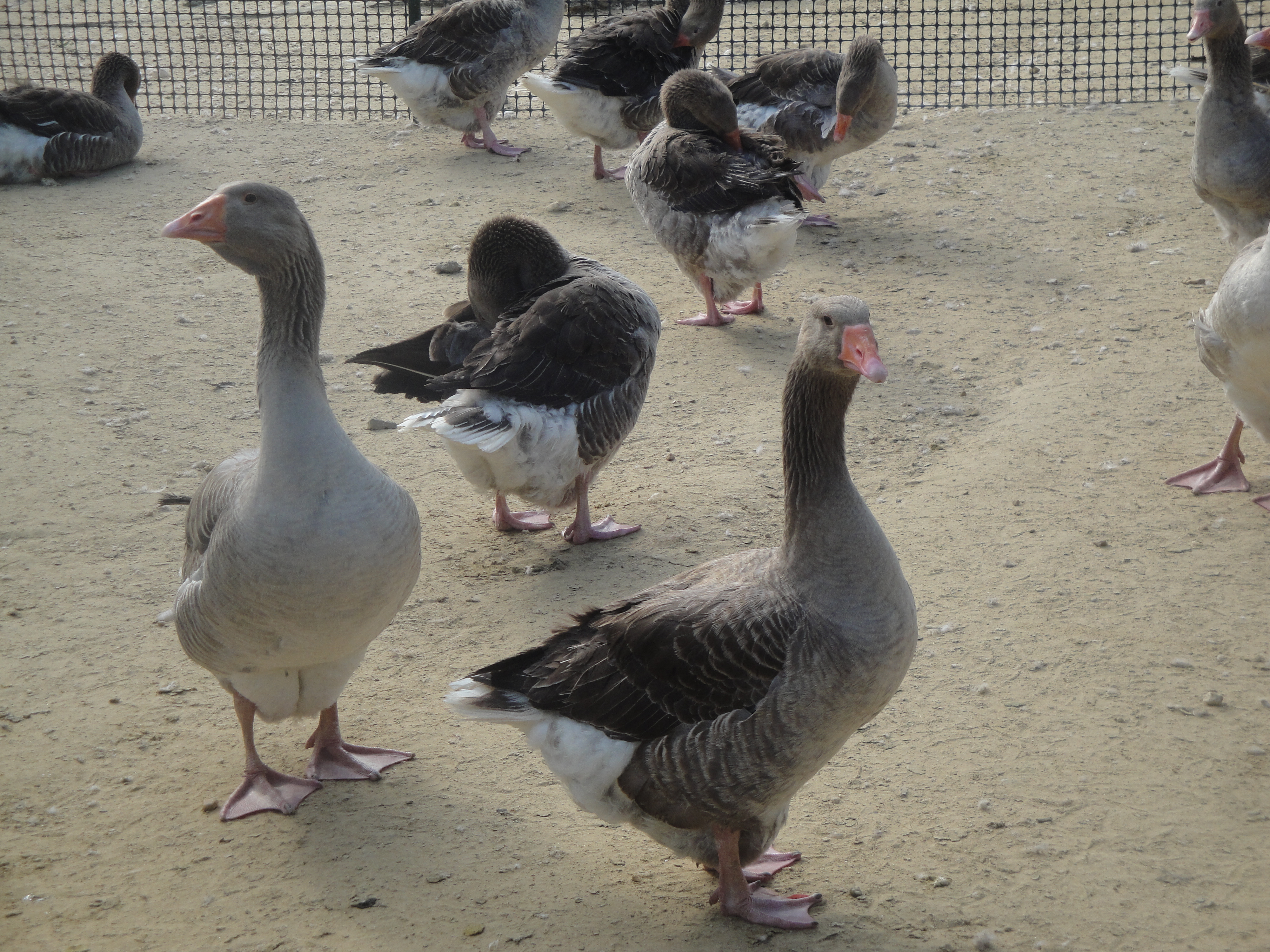  p data-id="tilrwsrc41cy">朗德鹅 span class