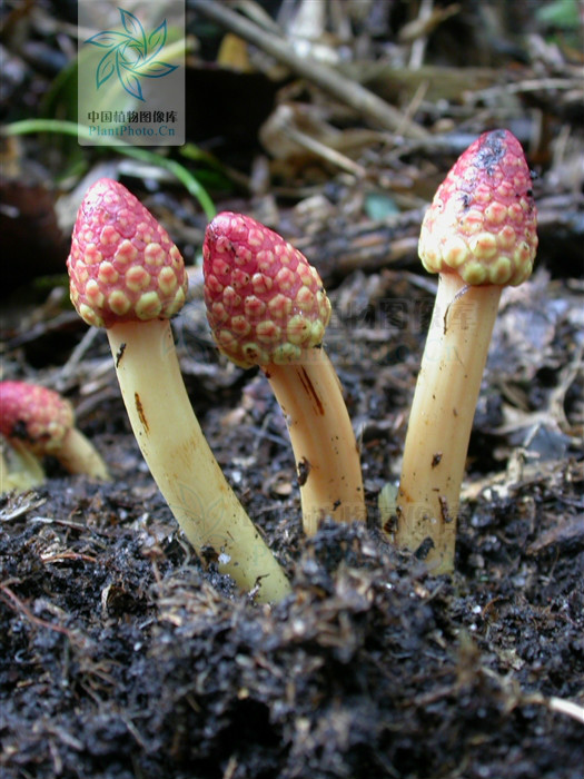 是蛇菰科蛇菰属的草本植物.