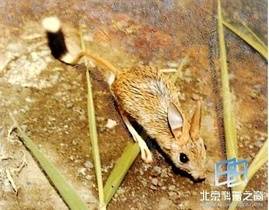 五趾跳鼠属_百度百科