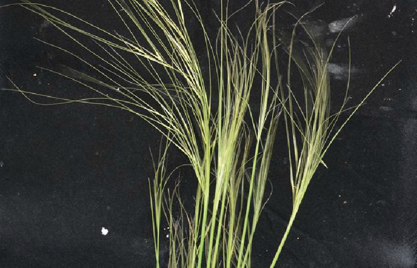  p>狼针草(学名: i>stipa baicalensis /i> roshev.
