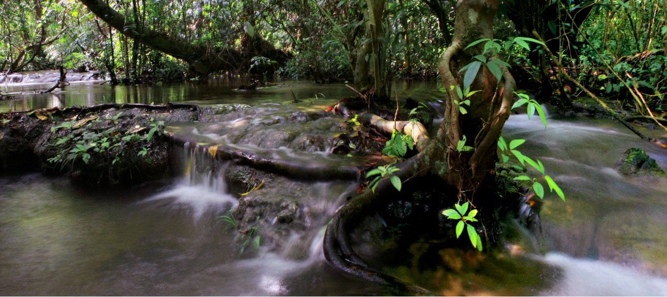  p data-id="gnfgl4bsbl">水上相思林是位于广西河池市罗城县小长安镇