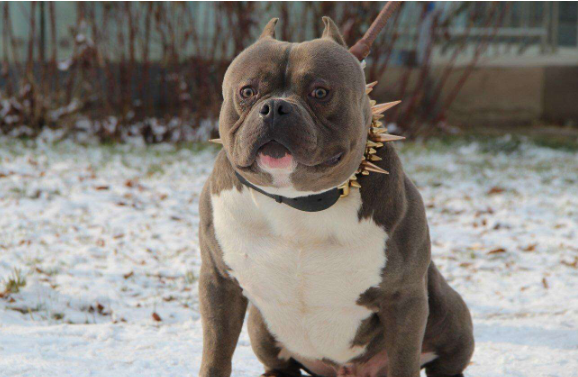 恶霸犬其实很绅士 百科ta说