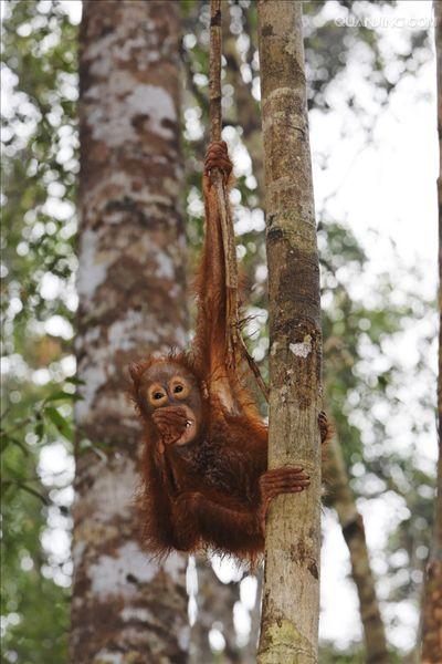 href="#" data-lemmaid="1593453">猴子 /a>最大不同的地方就是没有 a