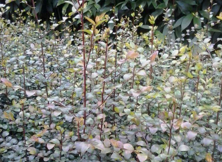  p>紫檀属指的是 a target="_blank" href="/item/被子植物门/229000"