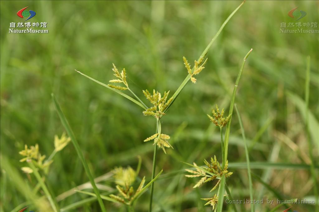 具芒碎米莎草