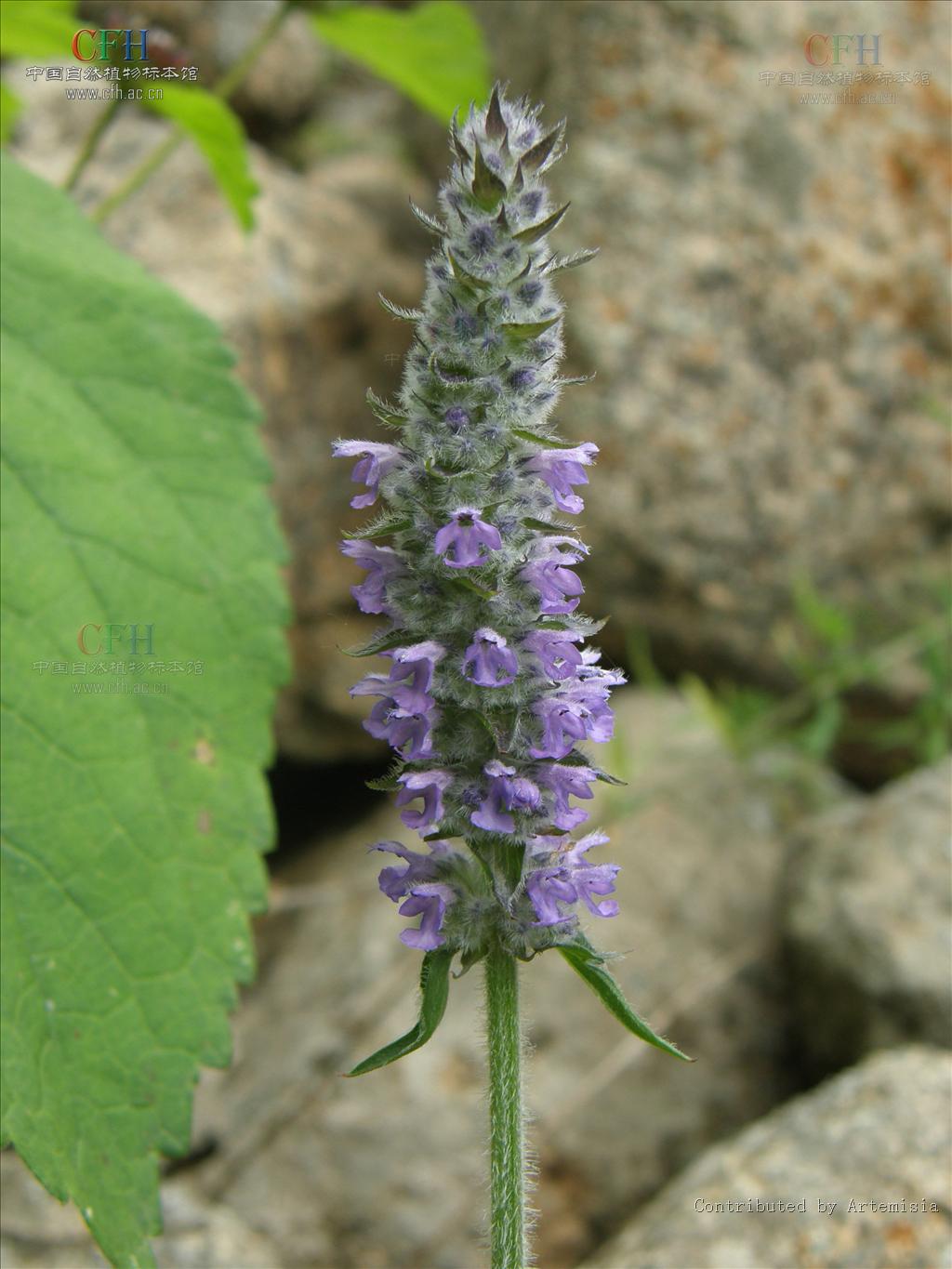 是唇形科,裂叶荆芥属植物.