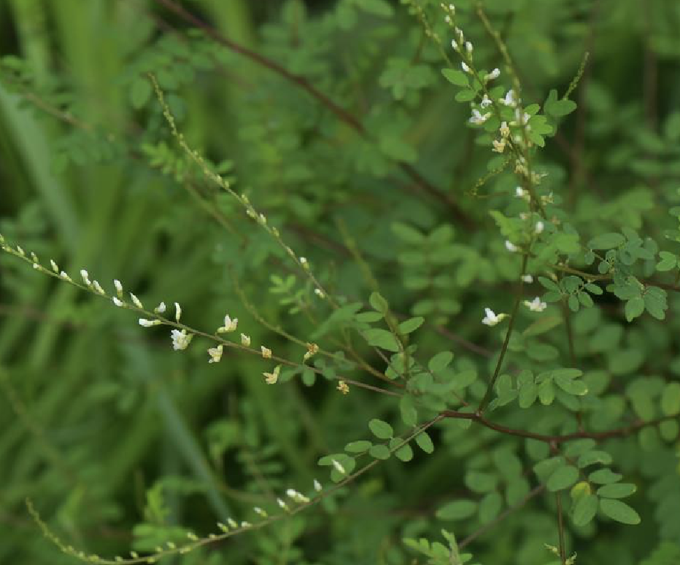  p>草木樨状黄耆(学名: i>astragalus melilotoides /i> pall.