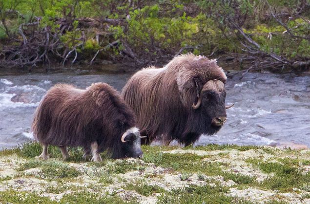  p>麝牛(学名: i>ovibos moschatus /i>):偶蹄目,牛科,麝牛属下的一种