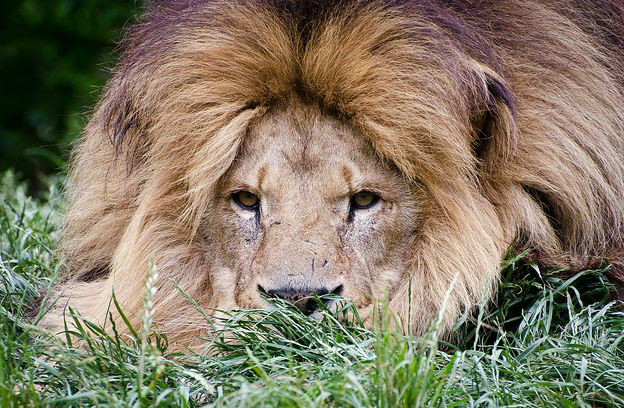 panthera leo kamptzi