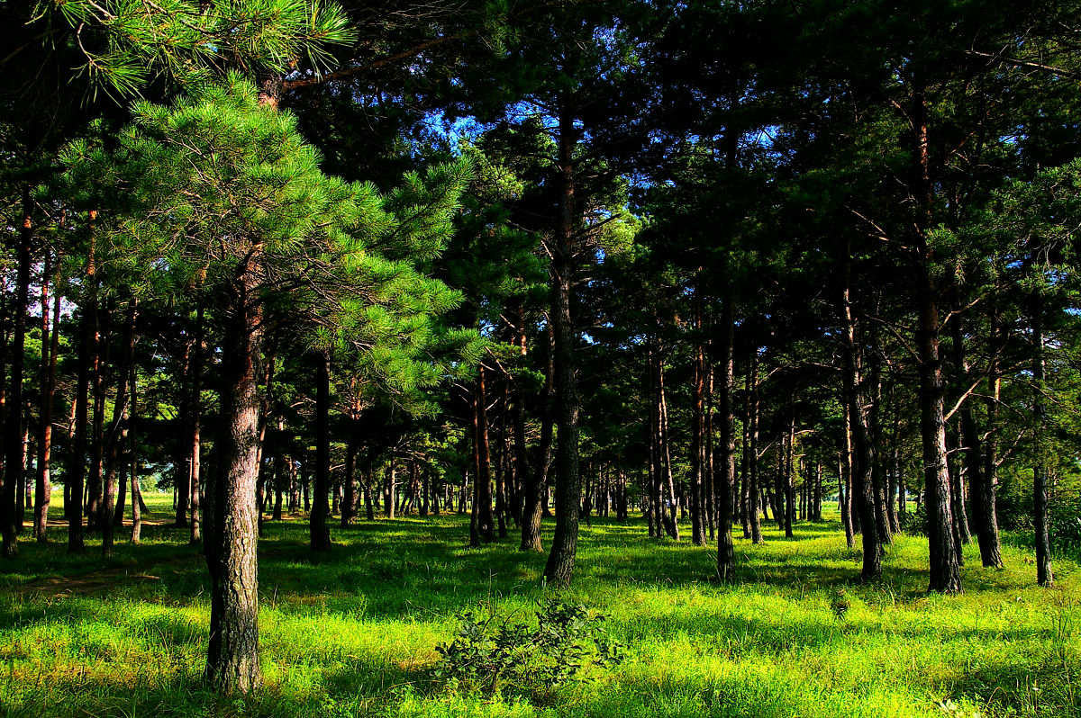 东北种什么树(东北种什么树好养活还值钱)