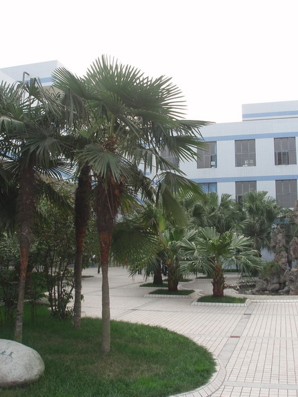 成都市龙潭小学校