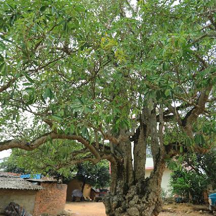  p>糖胶树(学名: i>alstonia scholaris /i> (l.)r. br.