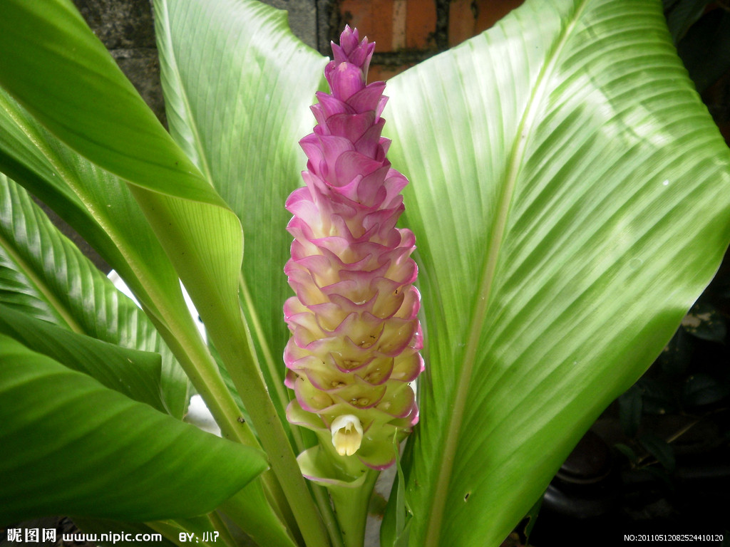 为姜科植物 a target="_blank" href="/item/温郁金curcuma rcenyujin