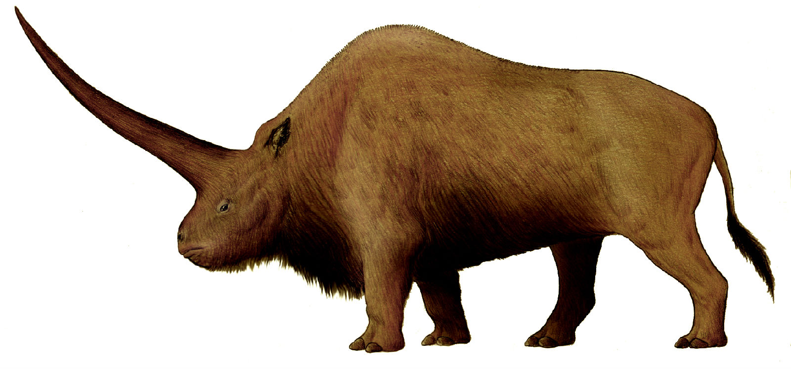 板齿犀(elasmotherium)