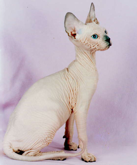  p>加拿大无毛猫(canadian hairless)亦称斯芬克斯猫,是加拿大 a href
