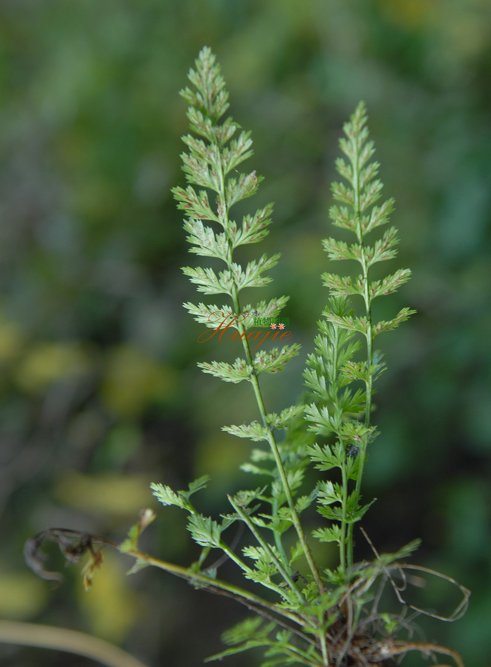  p>乌毛蕨(学名:blechnum orientale)是乌毛蕨属的一种植物,生长于