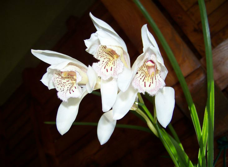 cymbidium wenshanense y. s. wu et f. y. liu