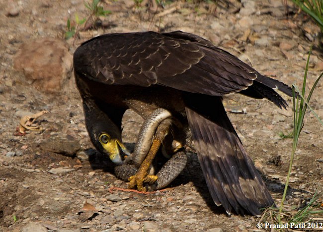  p>蛇雕(学名: i>spilornis cheela /i>):共有21个 a target="_blank"