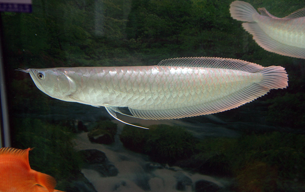  p>银龙鱼别名 a>银带鱼 /a>,银船鱼,龙吐珠鱼