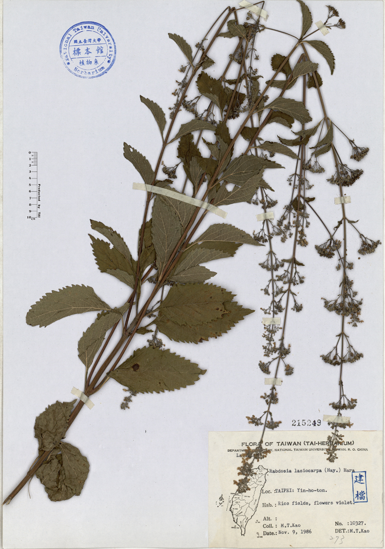 mazz.) h. hara):唇形科香茶菜属灌木,极多分枝,高1.2-1.