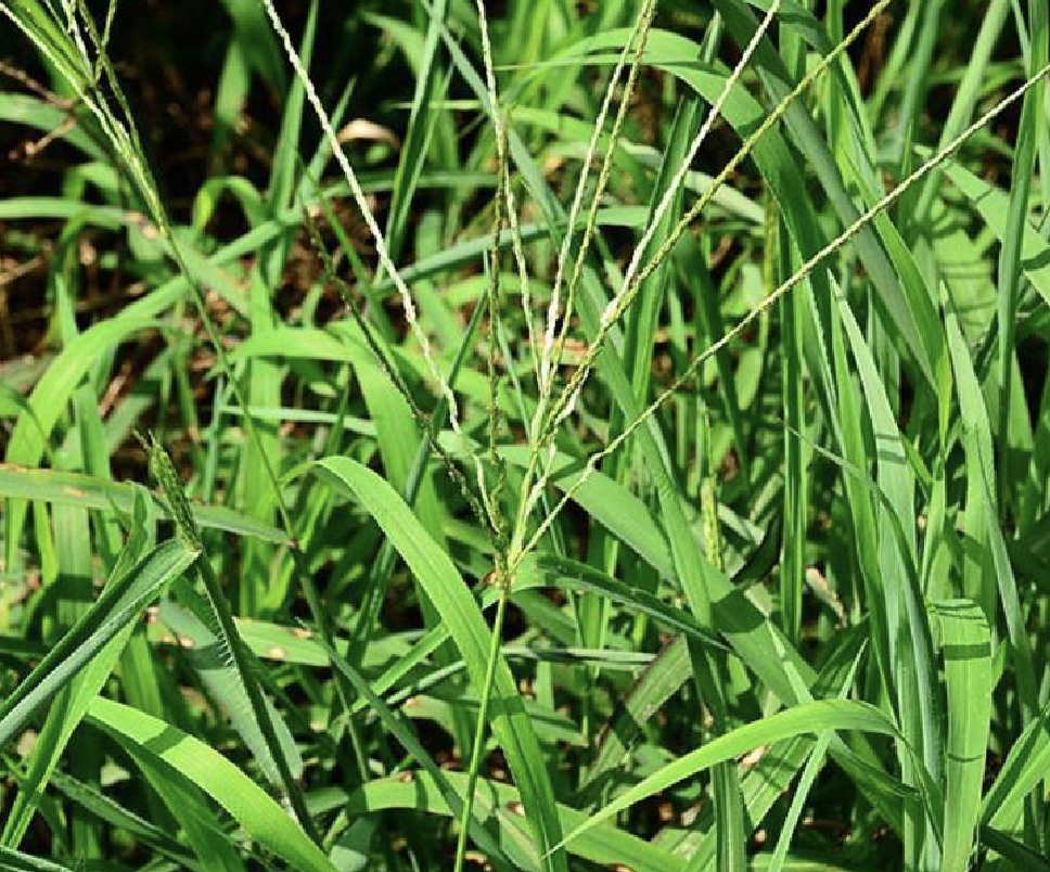  p>十字马唐(学名: i>digitaria cruciata /i> (nees) a.