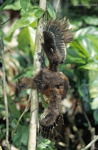  p>麝雉(学名: i>opisthocomus hoazin /i>):体长约65厘米,体重不及1