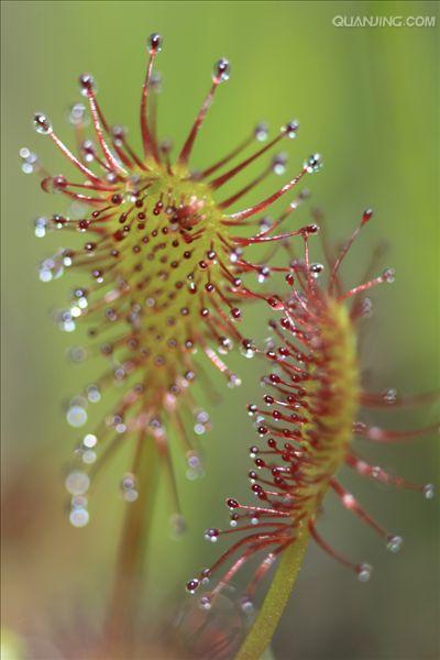  p>茅膏菜属(学名: i>drosera  /i>linn), a target="_blank" href="