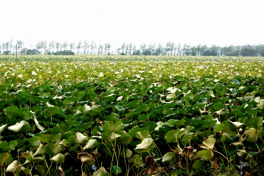  p data-id="gnx4rdr700">南河镇,隶属于江苏省盐城市响水县,地处 a