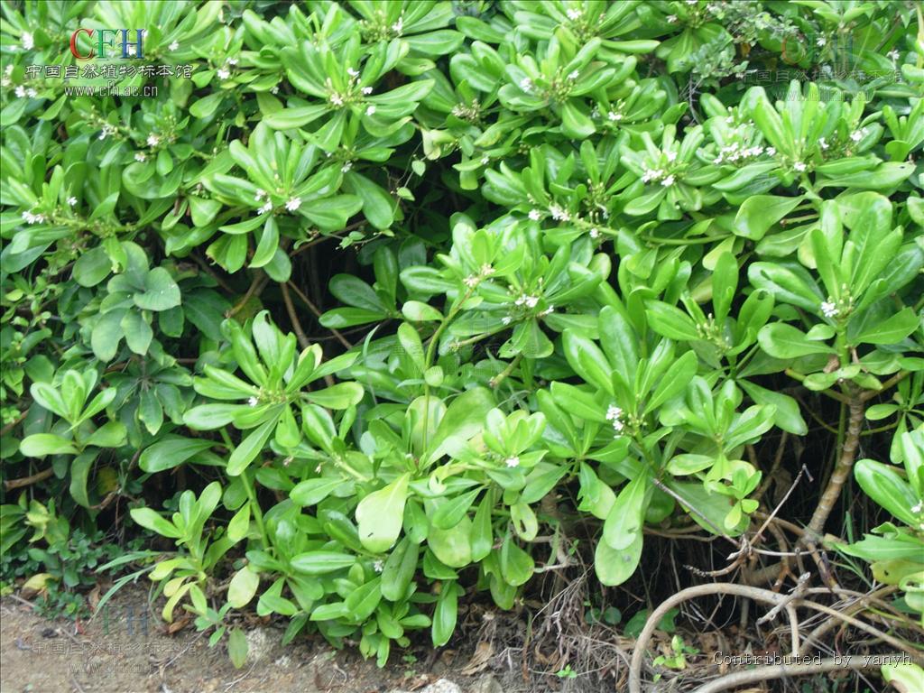  p>草海桐科(goodeniaceae ),为双子叶植物,共14属,300种.