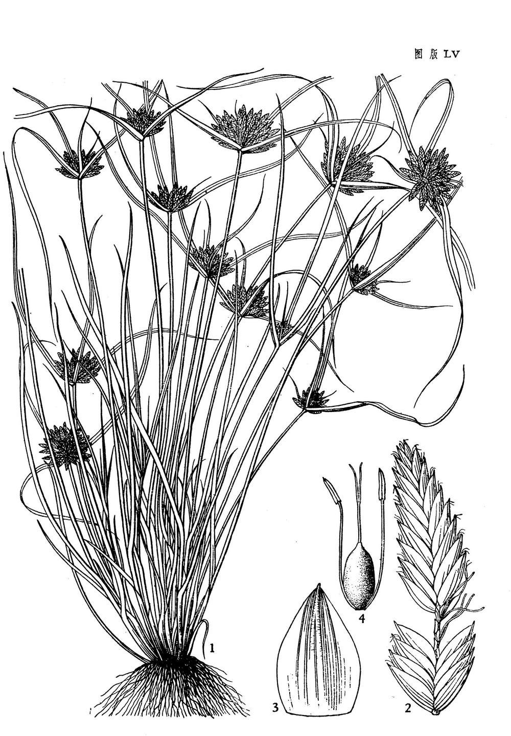 p>白鳞莎草,拉丁学名:cyperus nipponicus franch. et savat.