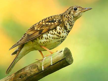  p>虎斑地鸫(学名: i>zoothera dauma /i>)为 a target="_blank" href