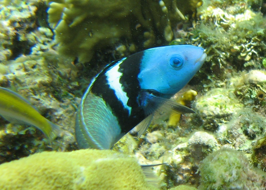 双带锦鱼(学名:thalassoma bifasciatum,由bloch于1791年命名).