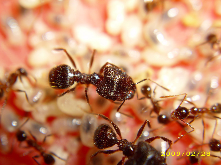  p> b>宽结大头蚁 /b>(pheidole nodus)属 a target="_blank" href="