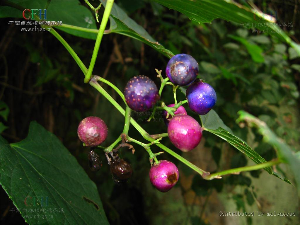 蛇葡萄属, a href="#" data-lemmaid="6612742">葡萄科 /a>,木质瘫揪