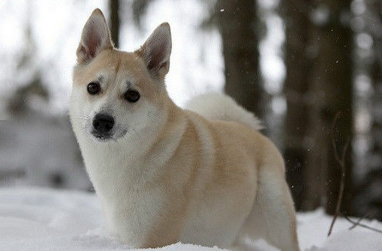 挪威牧羊犬